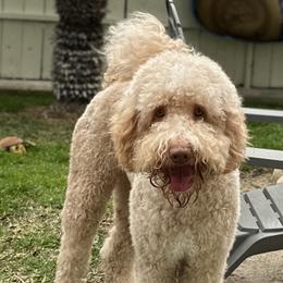 Dash - Australian Labradoodle