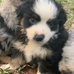 Boy 3 - Miniature Australian Shepherd puppy in Paris, Texas from Kuttin’ Up Mini Aussies