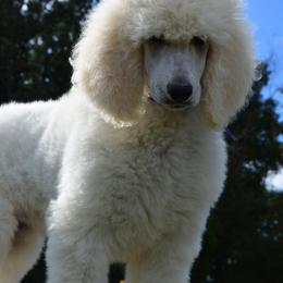 Poodle Puppies from D and D Standard Poodles