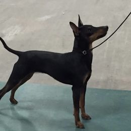 Bebe - Manchester Terrier
