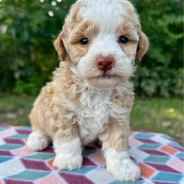 Boy 1 - Red tri-color male Aussiedoodle puppy in Hillsboro, Illinois from Perfect Paws Puppies