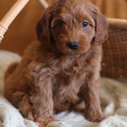 Cavapoo, Goldendoodle, and Poodle Puppies from Dlm_doodles