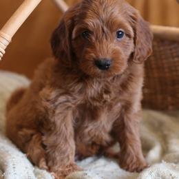 Cavapoo, Goldendoodle, and Poodle Puppies from Dlm_doodles
