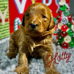 Holly - Red  female Goldendoodle puppy in Travelers Rest, South Carolina from Bailey Mountain Doodles