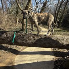 Anatolian Shepherd Dogs from Hero K9’s