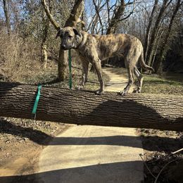 Anatolian Shepherd Dogs from Hero K9’s