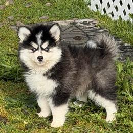 Dash - Black and white male Pomsky puppy in Mc Minnville, Oregon from West Coast Pomskies