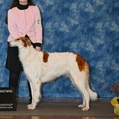 Heart - Borzoi