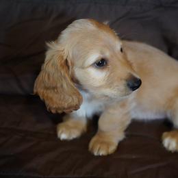 Michael - Red male Dachshund puppy in Quemado, New Mexico from TNT Dachshunds