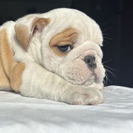 Bulldog Puppies from Anthony Manor Bulldogs
