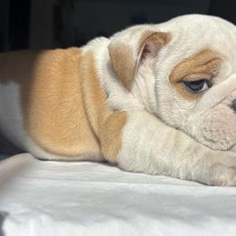 Bulldog Puppies from Anthony Manor Bulldogs