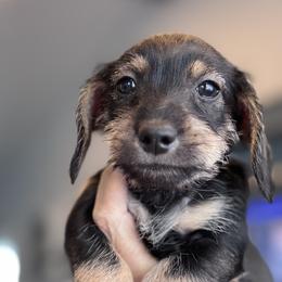 Girl 3 - female Companion Cross puppy in Twin Falls, Idaho from Sheri Lauritsen
