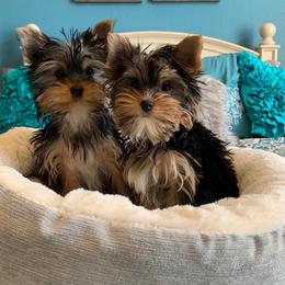 Yorkshire Terrier Puppies from Yorkielicious Yorkies