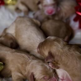 Second Pick Female - Red  female Goldendoodle puppy in Mc Arthur, California from California Golden Love