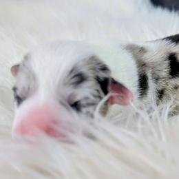 Maple - Sable merle and white female Cardigan Welsh Corgi puppy in Hotchkiss, Colorado from Bell S Ranch