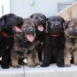 German Shepherd Puppies from Keys K9s