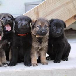 German Shepherd Puppies from Keys K9s