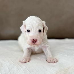 Rusty boy - Parti male Goldendoodle puppy in Rio Linda, California from Plush Doodles