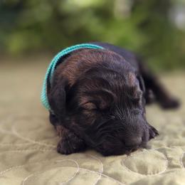 Elm - Fawn female Bouvier des Flandres puppy in Drury, Missouri from Black Bears Critters