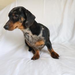 Biscuit - Dachshund