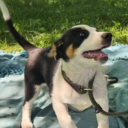 Border Collie and English Shepherd Puppies from Seldom seen herding dogs