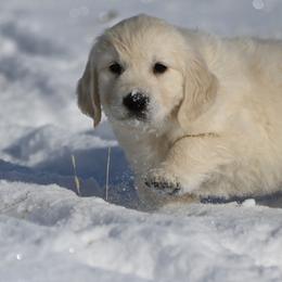 Bernese Mountain Dog, Golden Mountain Dog, and Golden Retriever Puppies from Grateful Bernese & Gage's Goldens