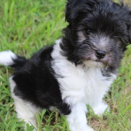 Tux - Black & white male Maltipoo puppy in Arkansas from Harper's Pups