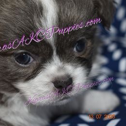 AKC Aroura - Blue brindled fawn female Chihuahua puppy in Sterling Heights, Michigan from Kiara's AKC Chihuahuas of Michigan