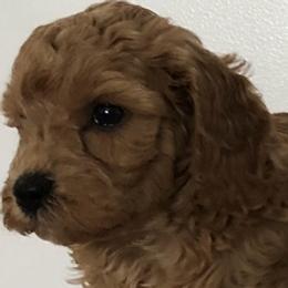 Female 1 - female Cavapoochon puppy in Fredericksburg, Ohio from Timshell Farm Specialty Crossbreed Puppies