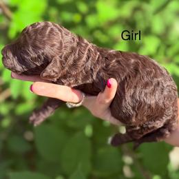 Willow - Chocolate female Goldendoodle puppy in Jasper, Georgia from Harrington Doodles & Poodles