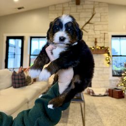 Buddy - Tri-color male Bernedoodle puppy in Yuba City, California from Ranch House Doodles