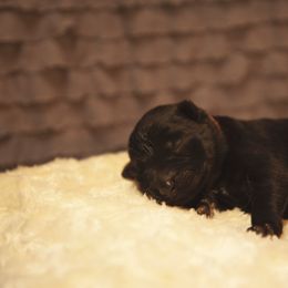 German Shepherd and Miniature American Shepherd Puppies from Sonnenhügel Shepherds