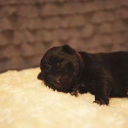 German Shepherd and Miniature American Shepherd Puppies from Sonnenhügel Shepherds