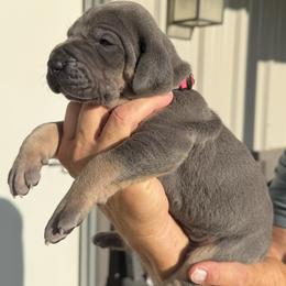 Freedom - Blue female Great Dane puppy in Weatherford, Texas from Oak Bend Danes