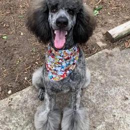 Poodles from Majestic Poodles