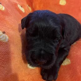 Bernese Mountain Dog, Black Russian Terrier, and Golden Retriever Puppies from Russias Royalty/Goldhaven Kennel
