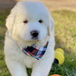 OFA health tested Gray Boy - Great Pyrenees puppy from River's Bend Walnut Orchard