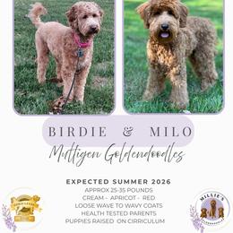 Goldendoodle puppies from Millie’s Goldendoodles