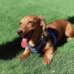 Khloe - Dachshund