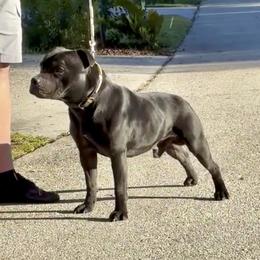 Spade - Staffordshire Bull Terrier