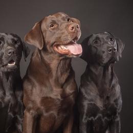 Labrador Retrievers from Dawn Johnson