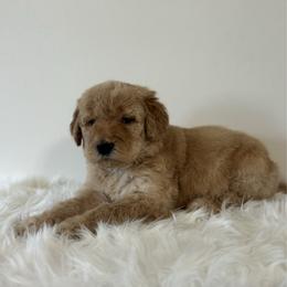Sugar - Apricot female Goldendoodle puppy in Fairmount, Georgia from Muscadine Meadows Farm