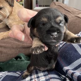 Border Terrier Puppies from Devonwood Border Terriers