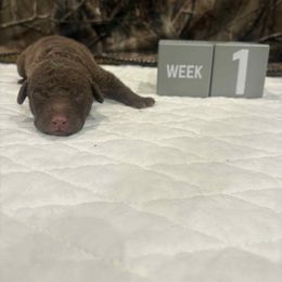 Green Dot - Brown male Chesapeake Bay Retriever puppy in Wisconsin Dells, Wisconsin from Kilbourn Chesapeakes
