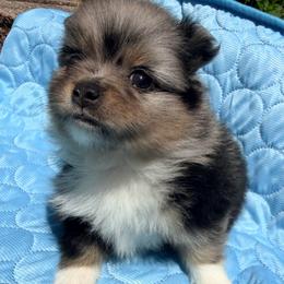 Faith - Blue merle female Pomeranian puppy in Clarksville, Tennessee from Bee Mine Maltipoos and Pomeranians