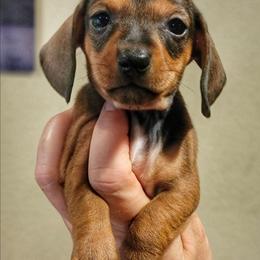 Skittles - Red female Dachshund puppy in Mountain Grove, Missouri from Blueprint K9 Dachshunds- www.BlueprintK9.com