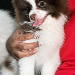 Diesel - Chocolate parti male Pomeranian puppy in Bristol, Connecticut from Mala Poms