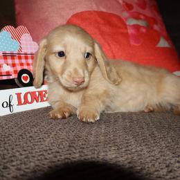 Boy 1 - Cream male Dachshund puppy in Stilwell, Oklahoma from Bidding Creek Dachshunds