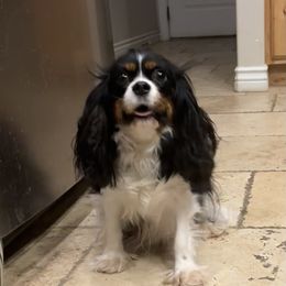 Ash - Cavalier King Charles Spaniel