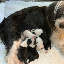 Tibetan Terrier All Grown Up from Kham Ra Tibetans
